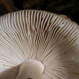 Amanita dulciarii image