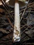 Amanita dulciarii image
