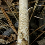 Amanita dulciarii image