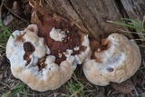 Ganoderma sessile image