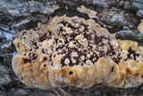 Phellinus gilvus image