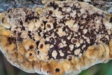 Phellinus gilvus image