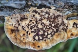 Phellinus gilvus image