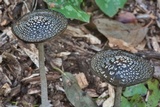 Coprinopsis picacea image