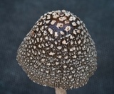Coprinopsis picacea image
