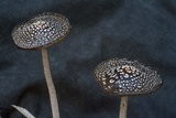 Coprinopsis picacea image