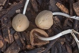 Psathyrella atrospora image
