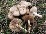 Hebeloma hiemale image