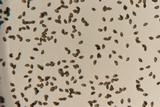 Hebeloma hiemale image