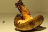 Paxillus cuprinus image
