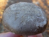 Amanita sect. Vaginatae image
