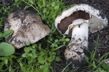 Agaricus lilaceps image
