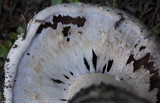 Agaricus lilaceps image