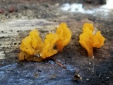 Dacryopinax spathularia image