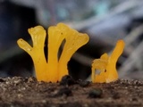 Dacryopinax spathularia image