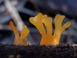 Dacryopinax spathularia image