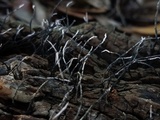 Xylaria filiformis image