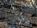Xylaria filiformis image