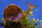 Hohenbuehelia longipes image