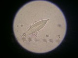 Hohenbuehelia longipes image