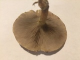 Pholiota polychroa image
