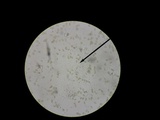Hebeloma ischnostylum image