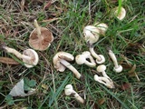 Hebeloma ischnostylum image