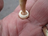 Hebeloma ischnostylum image
