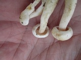 Hebeloma ischnostylum image