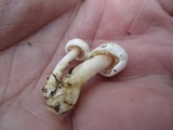 Hebeloma ischnostylum image