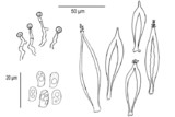 Hohenbuehelia longipes image