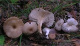 Clitocybe phaeophthalma image