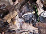 Rhizomarasmius pyrrhocephalus image