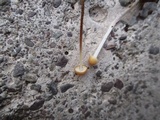 Rhizomarasmius pyrrhocephalus image