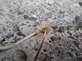Rhizomarasmius pyrrhocephalus image