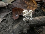 Tetrapyrgos nigripes image