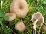 Clitocybe fragrans image
