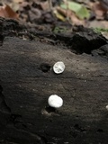 Tetrapyrgos nigripes image