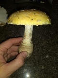 Amanita amerimuscaria image