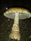 Amanita amerimuscaria image