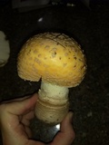 Amanita amerimuscaria image
