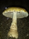 Amanita amerimuscaria image
