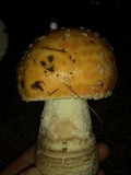 Amanita amerimuscaria image