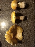 Amanita amerimuscaria image