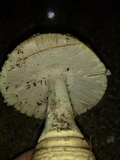 Amanita amerimuscaria image