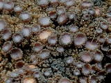 Leptogium phyllocarpum var. phyllocarpum image