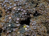 Leptogium phyllocarpum var. phyllocarpum image