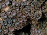 Leptogium phyllocarpum var. phyllocarpum image