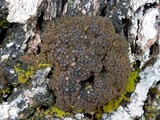 Leptogium phyllocarpum var. phyllocarpum image