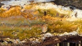 Coniophora puteana image